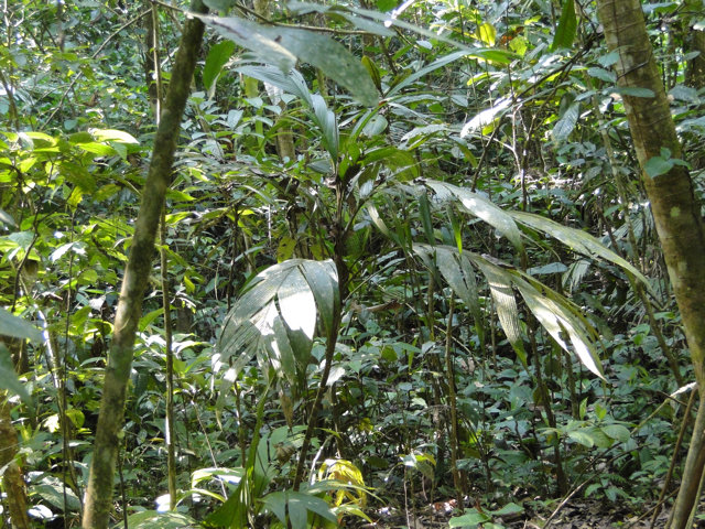 38 Hectares of Valuable Resources for the Maleku