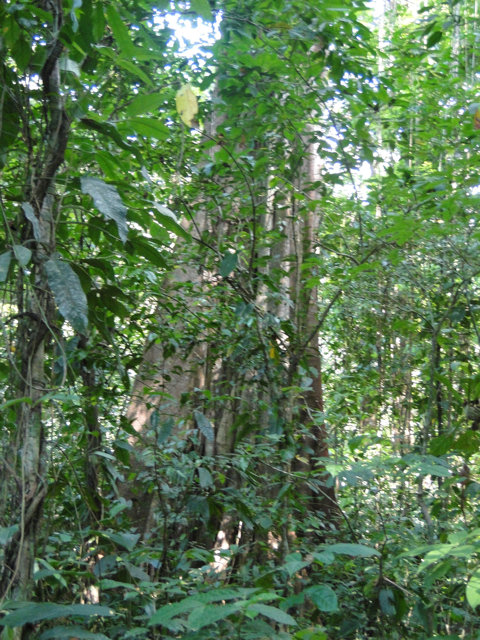 38 Hectares of Valuable Resources for the Maleku