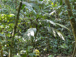 Suita palm