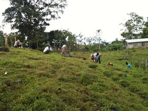 Planting remaining 14 ha of pastureland