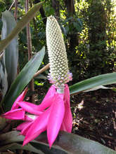 Queen Achmea bromeliad, found in area