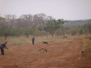 MDDs at work, searching for landmines in Angola
