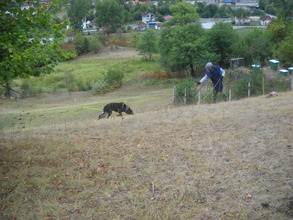 MDD Charlie "sniffing out" mines in Olovo