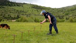 Betsy "sniffing out" landmines