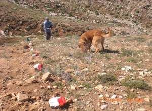 MDD Toby locating mines in Afghanistan