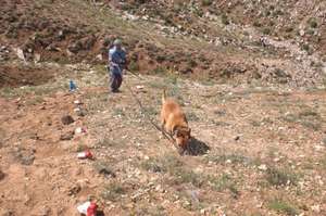 MDD Toby searching for mines in Afghanistan
