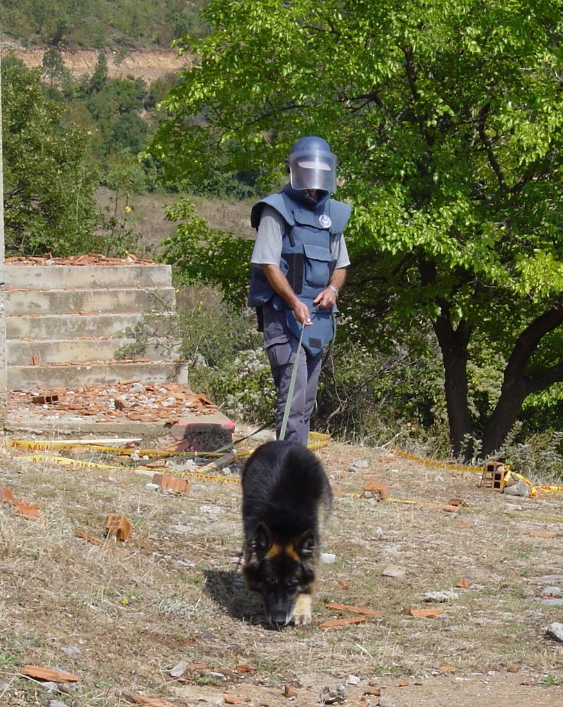 Train Dogs to "Sniff Out" Landmines & Save Lives
