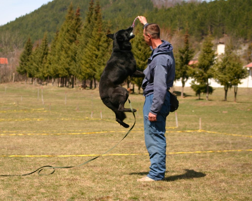 Train Dogs to "Sniff Out" Landmines & Save Lives