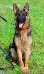 Train Dogs to "Sniff Out" Landmines & Save Lives