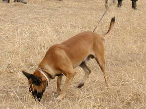 MDD Duco "sniffing out" landmines