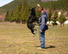 MDD Tony playing after sniffing out landmines