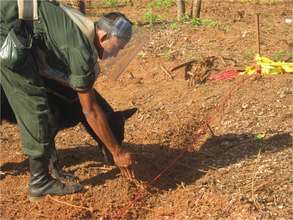 Mine Detection Dog in Sri Lanka