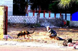 Mine Detection Dog searching for mines in Lebanon