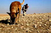 Train Dogs to "Sniff Out" Landmines & Save Lives