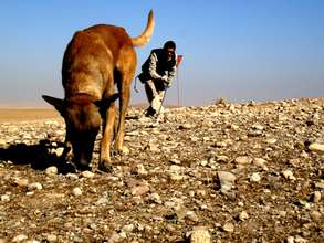 Train Dogs to "Sniff Out" Landmines & Save Lives