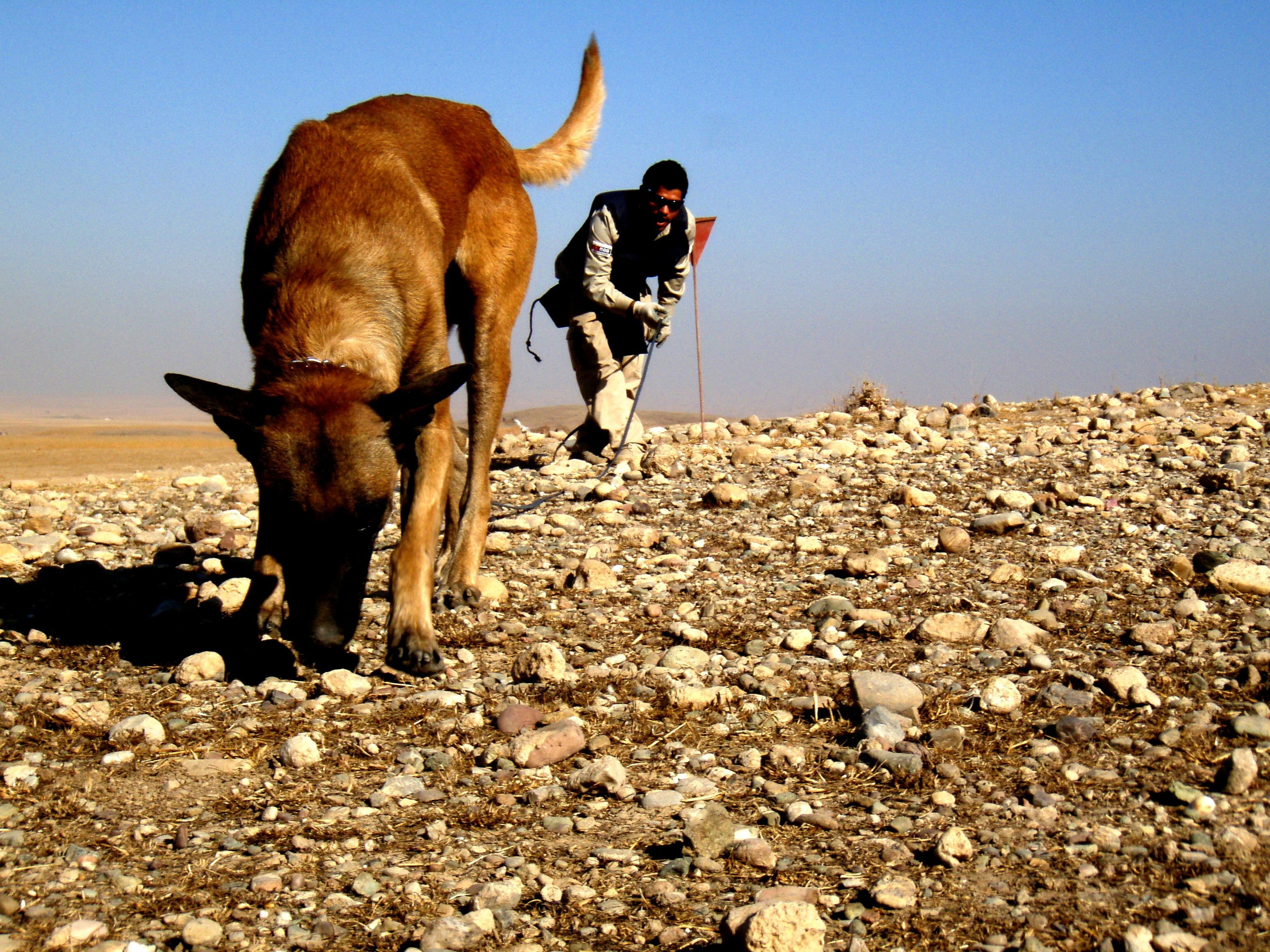 Image result for land mine sniffing dog