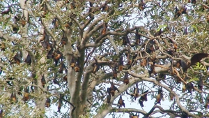 Roosting site - Banyan Tree