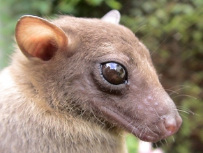 Endangered Mammal Pteropus  giganteus