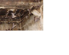Cave temple - Roosting site