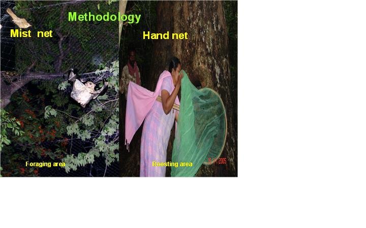 Conserve bats in International year of bats, India