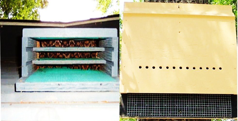 Conserve bats in International year of bats, India