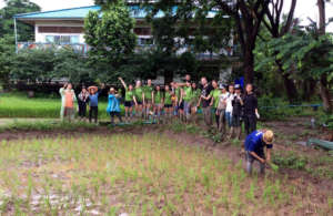 ISV volunteers helping to replant rice saplings