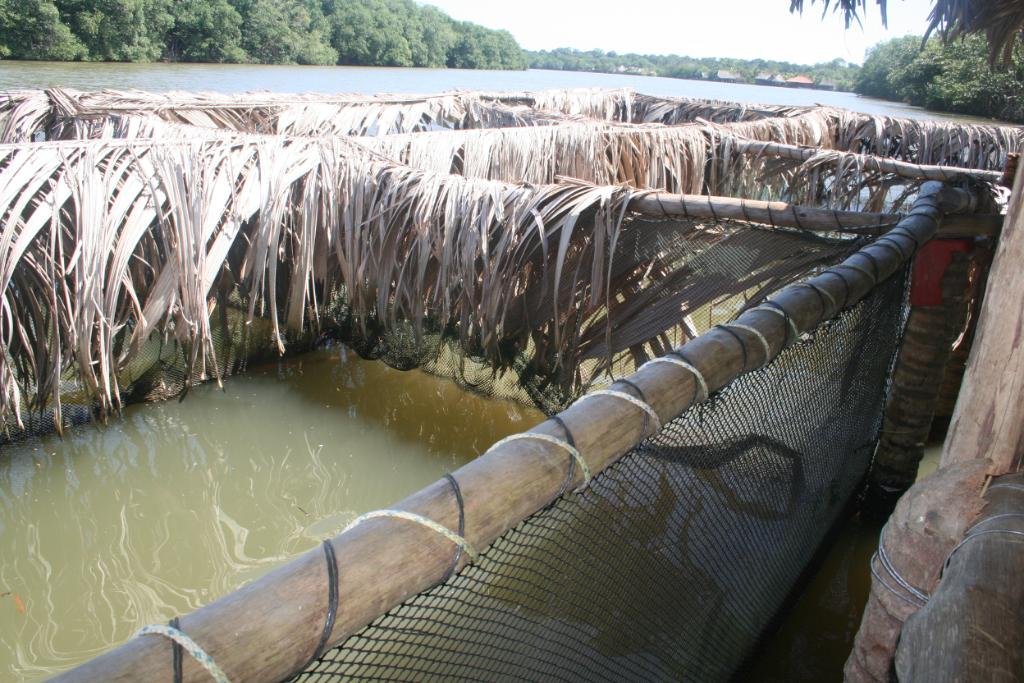 Aquaculture in the Sarstun River