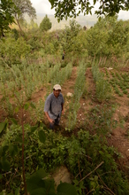 A farmer showing off his agroforestry plot.