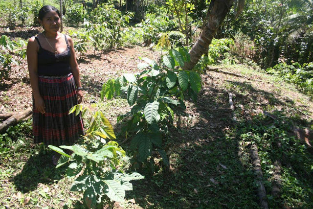 A farmer standing proudly by her agroforestry plot