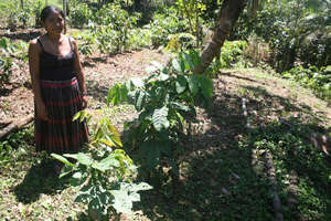 A farmer standing proudly by her agroforestry plot