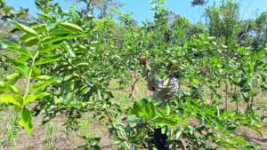Agroforestry