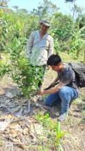 Agroforestry