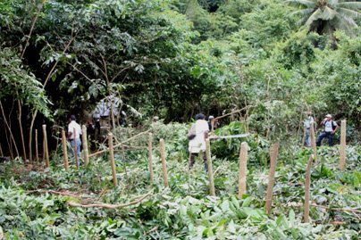 An large, recently trimmed, agroforestry plot