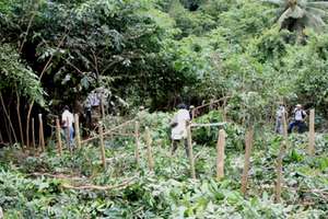 An large, recently trimmed, agroforestry plot