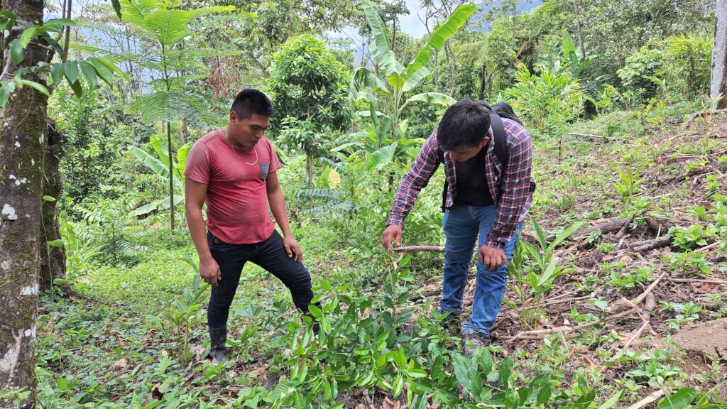 Promoting Sustainable Livelihoods in Guatemala