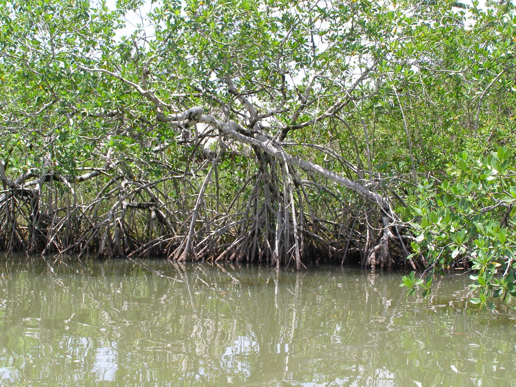 Promoting Sustainable Livelihoods in Guatemala