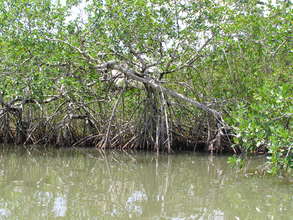 Mangroves