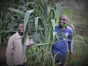 harvesting guatemala from the wild