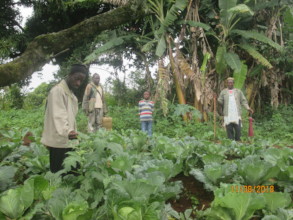 An organic cabbage garden