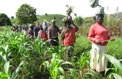 Establish agricultural training center in Cameroon