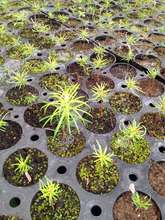 Close-up of the seedlings currently growing