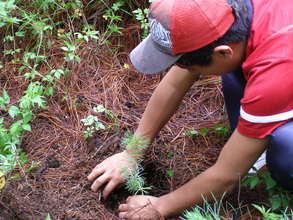 Replanting a tree from the nursery to the forest