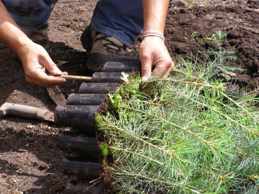 Community-led Reforestation in Totonicapan Forest