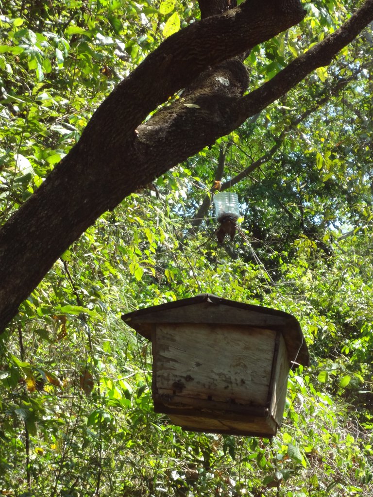 Beekeeping to Conserve Tanzania's Rainforest