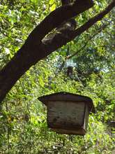 Hive in forest
