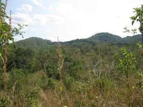 Kanga Forest