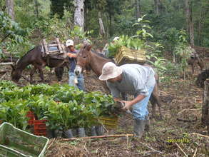 Workers preparing the trees to be reforested
