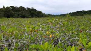 Mangrove forests in Sarstun, Guatemala