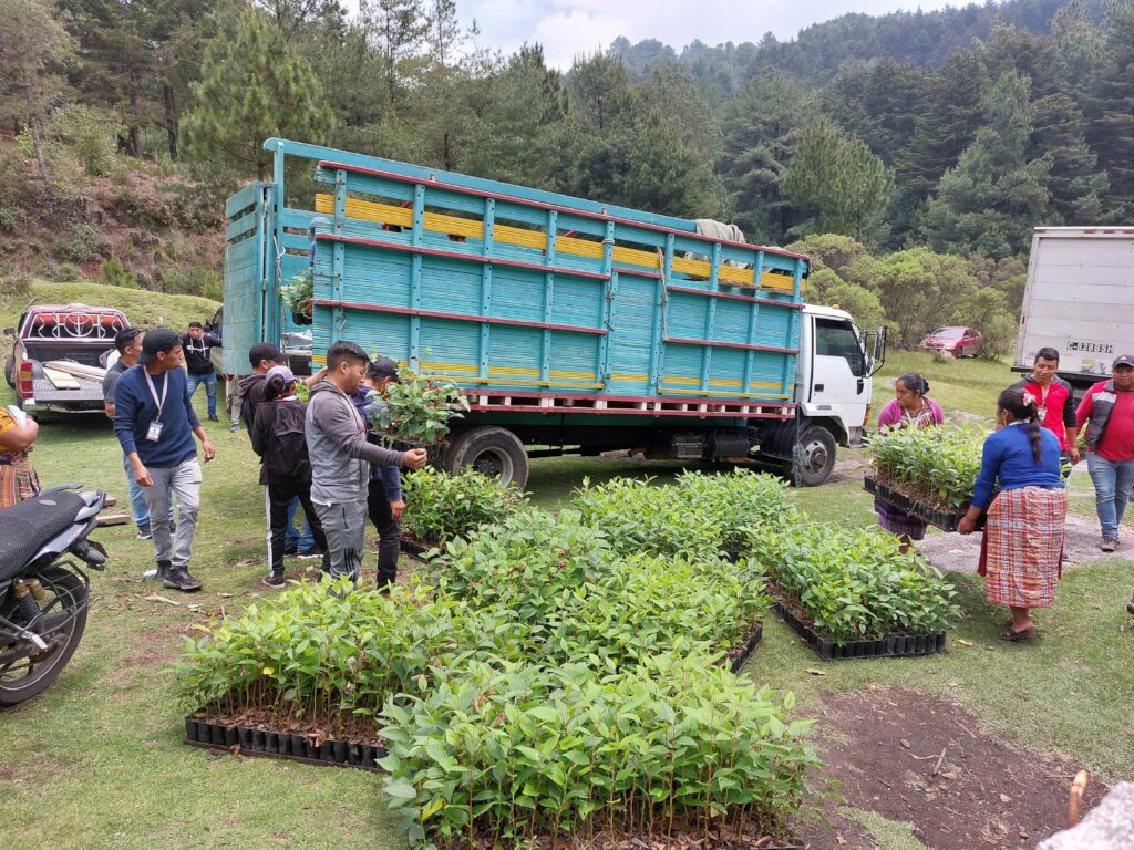 Trees being distributed for reforestation