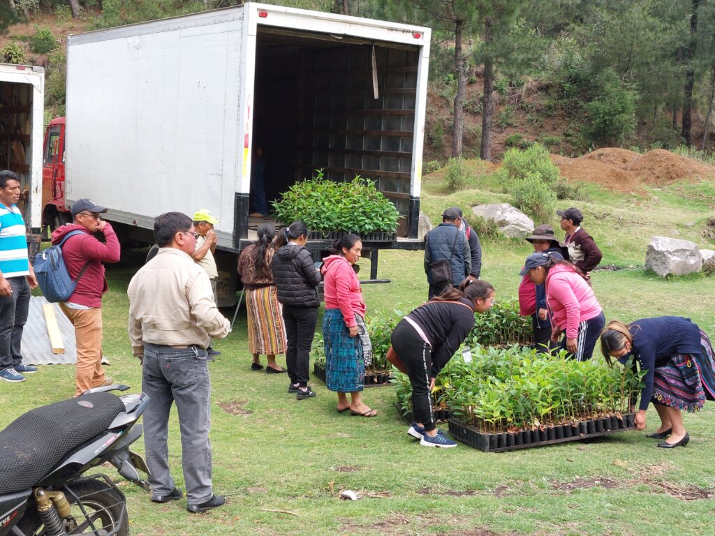 Trees being distributed for reforestation